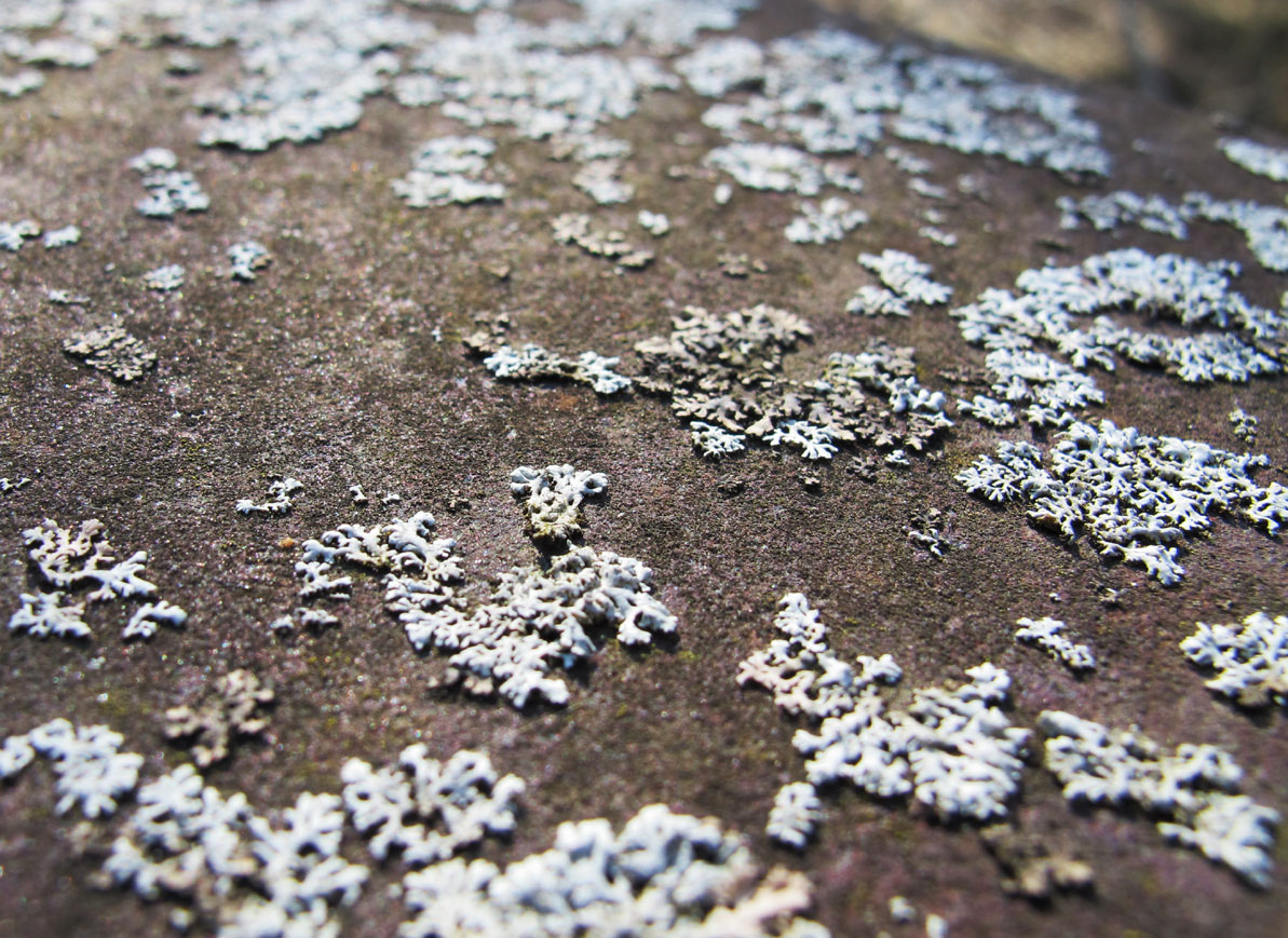 Pale white lichen